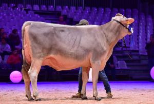Schneuter Champion Intermediare